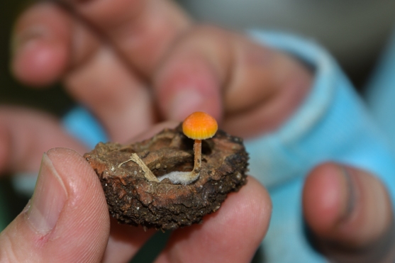mini-mushroom