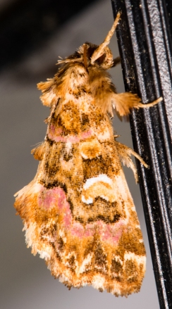 pink-shaded fern moth