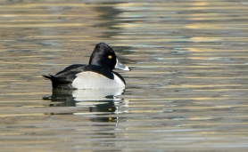ring-necked duck Aythya collaris